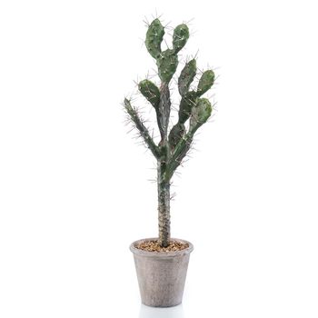 Planta Cactus Sabra De 80 Cm De Altura. Incluye Macetero.