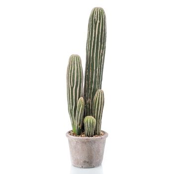 Planta Cactus San Pedro De 57 Cm De Altura. Incluye Macetero.