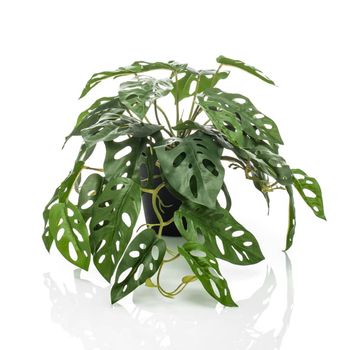 Arbusto Artificial De Monstera Monkey En Maceta 55 Cm Emerald