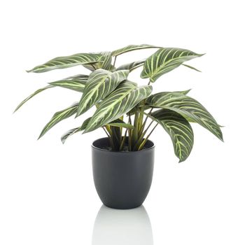 Calathea Artificial Zebrina En Maceta 38 Cm Emerald