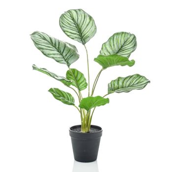 Calathea Orbifolia Artificial En Maceta 45 Cm Emerald