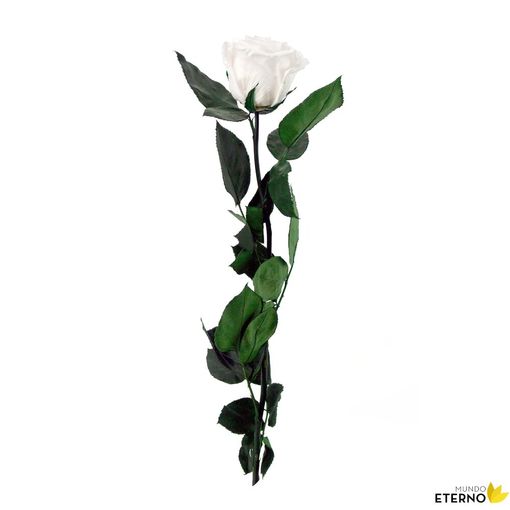 Rosa Eterna Preservada De Color White Shadow 55cm con Ofertas en Carrefour