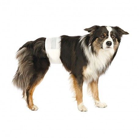 Pañales para Perros Macho - Talla M-L 46-60cm - 12 unidades