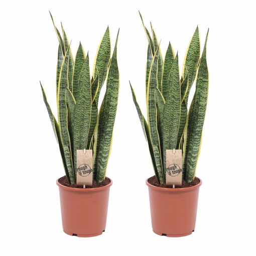 Plantas De Interior – 2 × Lengua De Tigre Altura: 65 Cm con Ofertas en Carrefour | Ofertas Carrefour Online