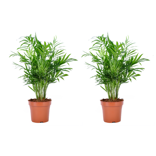 Plantas Interior – 2 × Palmera De Salón – Altura: 35 Cm Ofertas Carrefour | Ofertas Carrefour Online