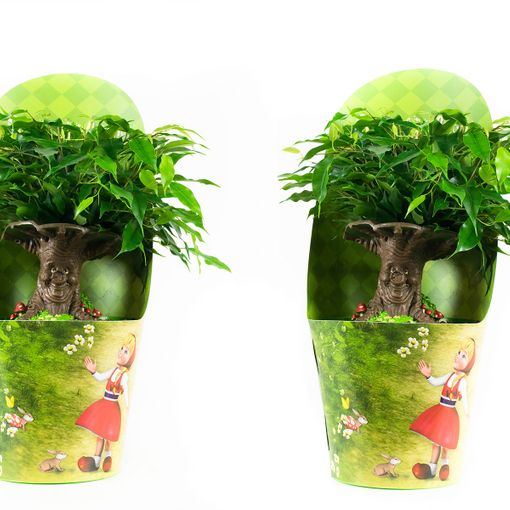 Plantas De Interior – × Ficus De Hoja Pequeña Altura: 30 Cm con Ofertas en Carrefour | Ofertas Carrefour Online