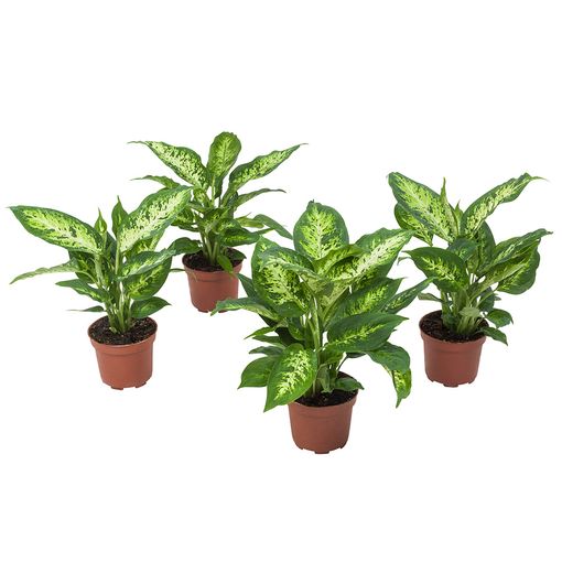 Plantas Interior – 4 × Dieffenbachia Compacta – 30 Cm con Ofertas en | Ofertas Carrefour Online