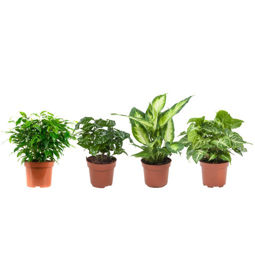 Plantas De Interior – 4 Dieffenbachia Camilla, Coffee Plant, Syngonium, Ficus Benjamina Altura: 25 Cm con en Carrefour | Carrefour Online