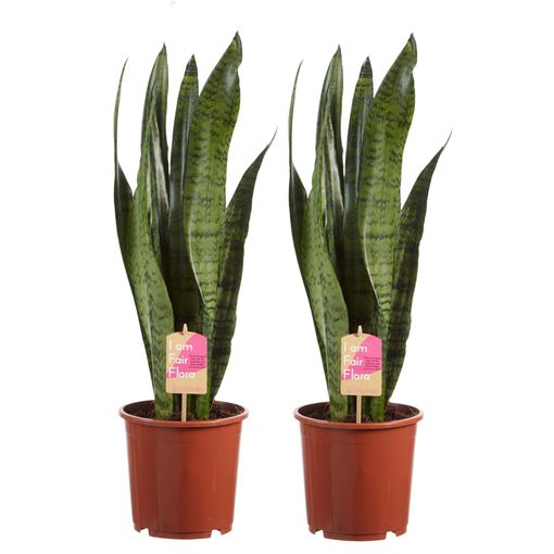 Plantas De Interior – 2 × Lengua De Tigre Altura: 65 Cm con Ofertas en Carrefour | Ofertas Carrefour Online