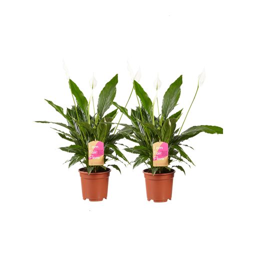 Plantas De 2 Espatifilo – Altura: 70 Cm con Ofertas en Carrefour Ofertas Carrefour Online