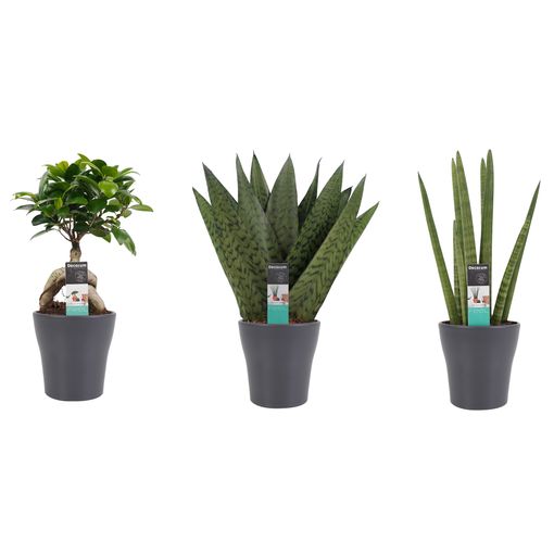 Plantas De Interior – 3 × Lengua De Tigre En Maceta Gris Como Un Conjunto – Altura: 30 Cm con Ofertas Carrefour | Ofertas Carrefour Online