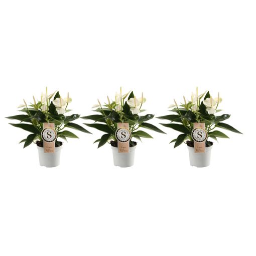 Plantas De Interior – 3 × – Altura: 30 Cm con Ofertas en Carrefour Ofertas Carrefour Online