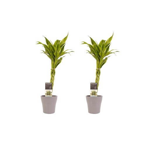 Plantas De – 2 × Árbol Dragón En Maceta Marrón Como Un Conjunto – Altura: 45 Cm con Ofertas en Carrefour | Ofertas Carrefour Online