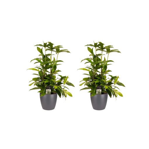 Plantas De Interior – 2 × Árbol Dragón En Maceta Antracita Como Un Conjunto – Altura: 55 Cm con en Carrefour | Ofertas Carrefour Online