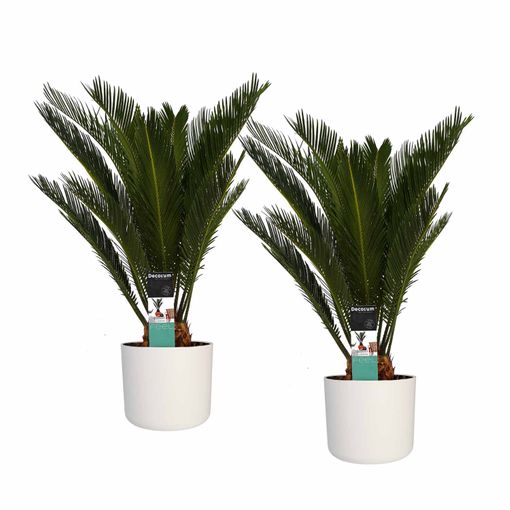Plantas De Interior – 2 × Palma Sago En Maceta Blanca Cilíndrica Como Un Conjunto – 55 con Ofertas en Carrefour | Ofertas Carrefour Online