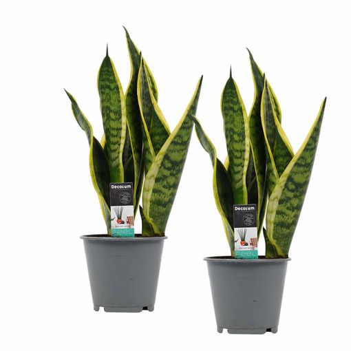 Plantas De Interior 2 × Lengua De Tigre – Altura: 35 con Ofertas en Carrefour | Ofertas Carrefour Online