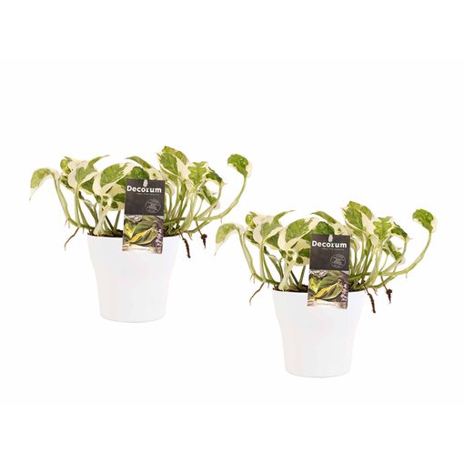 Plantas De Interior – 2 × Poto En Maceta Blanca Como Conjunto – Altura: 15 Cm con Ofertas en Carrefour | Ofertas Carrefour Online