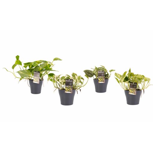 Plantas De Interior – 4 × Poto Maceta Gris Como Un Conjunto – Altura: 15 Cm con en Carrefour | Ofertas Carrefour Online