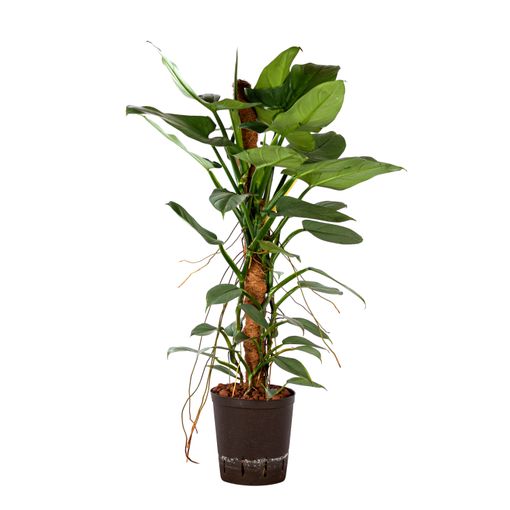 Planta De Fácil Cuidado: Naturales En Hidroponía De Botanicly – Philodendron Erubescens Blue Misty – Altura: 95 con Ofertas en Carrefour | Ofertas Online