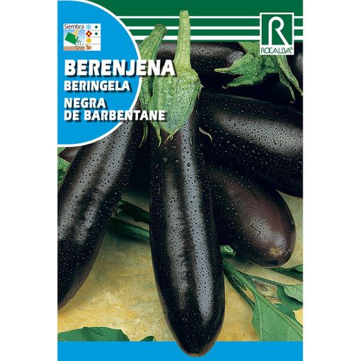 semillas berenjena