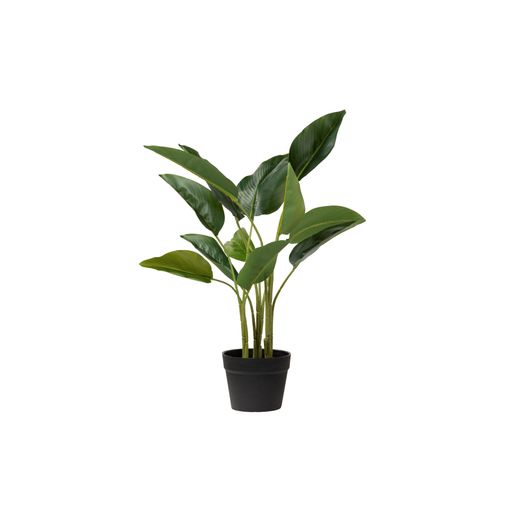 Arbol Strelitziacea Con Maceta 62x62x70 Cm