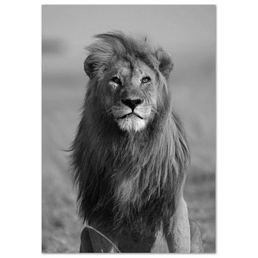 Panorama Lienzo León Africano 35x50cm - Impreso En Lienzo De Alta Calidad  Con Bastidor - Poster De Animales - Cuadros De Animales Decorativos -  Cuadros De Salón Modernos con Ofertas en Carrefour