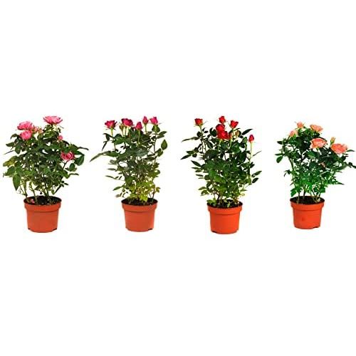 Rosal Mini Set De 4 Plantas Con Flores De Colores con Ofertas Carrefour | Ofertas Carrefour Online