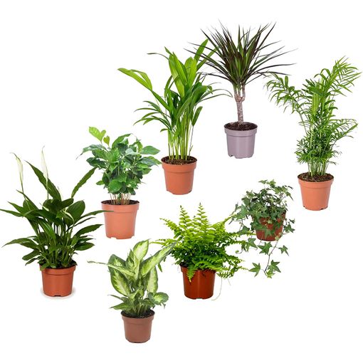 Set Plantas Interior Naturales Decoalive: Spathiphyllum - Del Café - Palmera Areca - Drácena - - Helecho - Hiedra - Chamaedorea Elegans con en Carrefour | Ofertas Carrefour Online