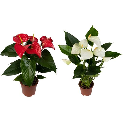 Plantas De Interior Naturales Anturio Rojo Y Anthurium Blanco con Ofertas en Carrefour | Ofertas Carrefour Online