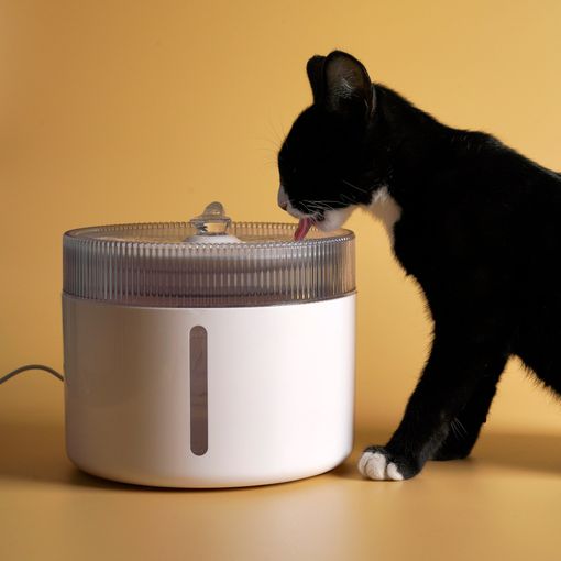 Las mejores fuentes de agua automáticas con filtro para perros y gatos, Escaparate: compras y ofertas