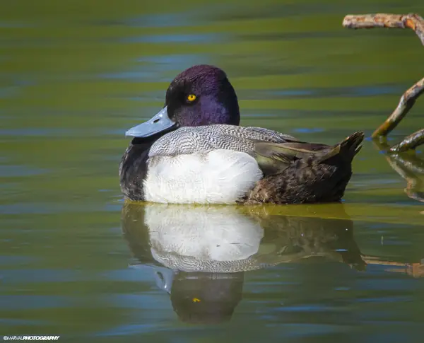 Pato Boludo Menor (Aythya affinis)