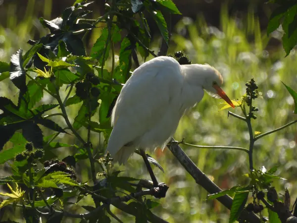 Garza Ganadera (Bubulcus ibis)