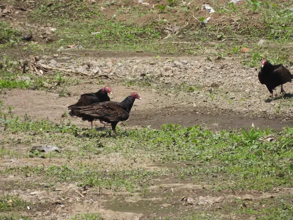 Zopilote Aura (Cathartes aura)