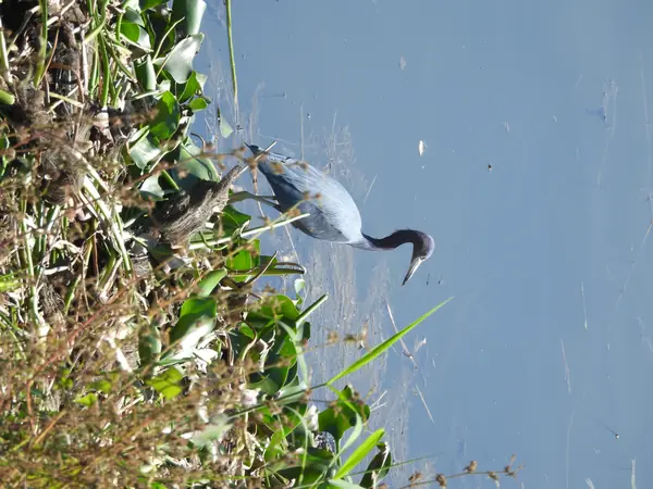 Garza Azul (Egretta caerulea)