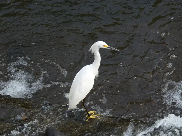 Garza Dedos Dorados (Egretta thula)
