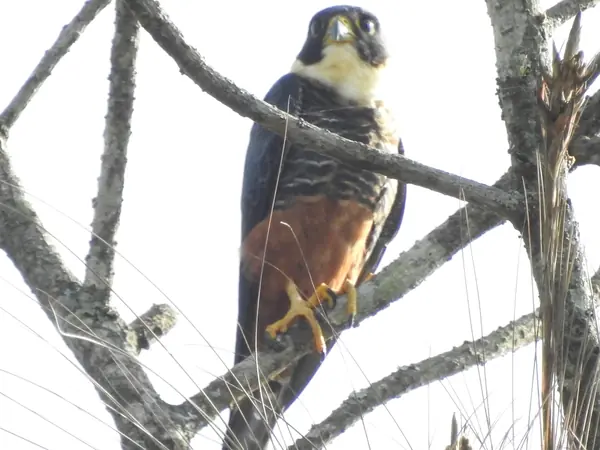 Halcón Murcielaguero (Falco rufigularis)