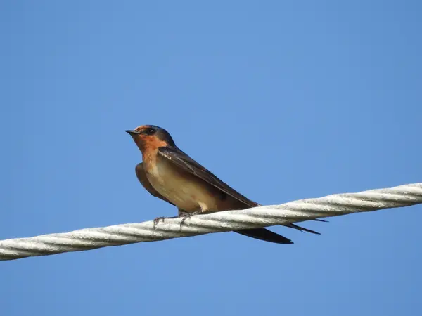 Golondrina Tijereta (Hirundo rustica)