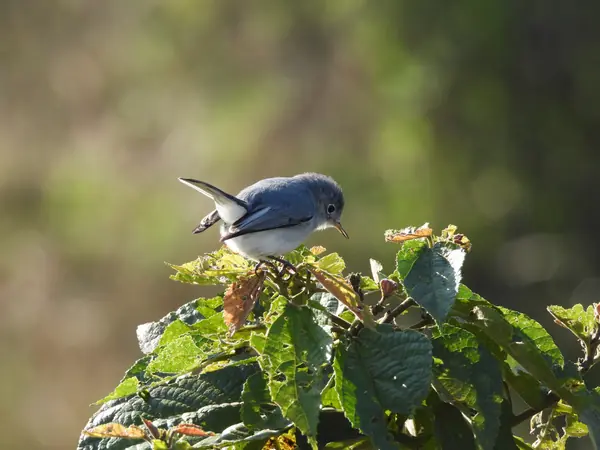 Perlita Azulgris (Polioptila caerulea)