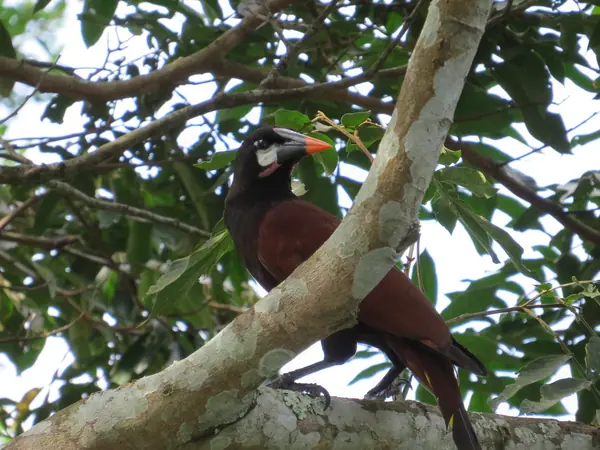 Oropéndola de Moctezuma (Psarocolius montezuma)