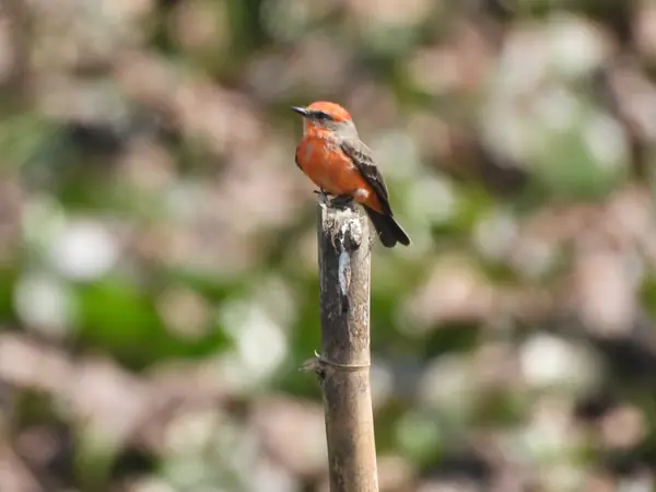 Mosquero Cardenal (Pyrocephalus rubinus)