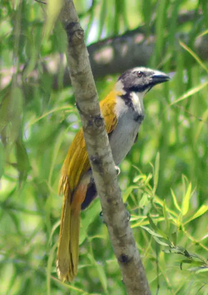 Saltador Cabeza Negra (Saltator atriceps)