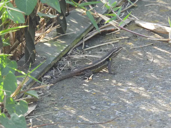 Lagartija escamosa (Sceloporus grammicus)