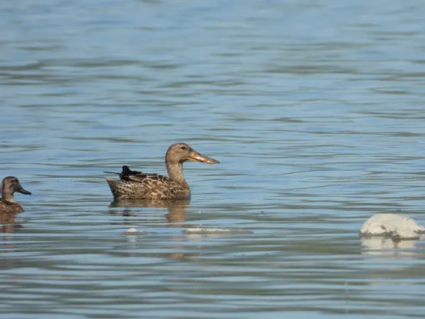 Pato Cucharón Norteño (Spatula clypeata)