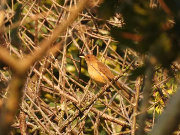 Mirlo Pardo (Turdus grayi)