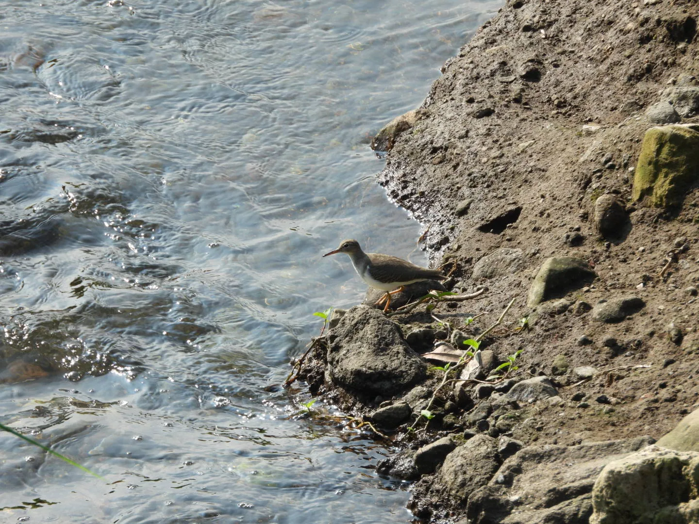 Playero Alzacolita (Actitis macularius)