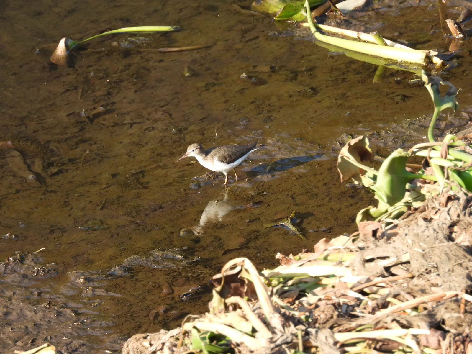 Playero Alzacolita (Actitis macularius)