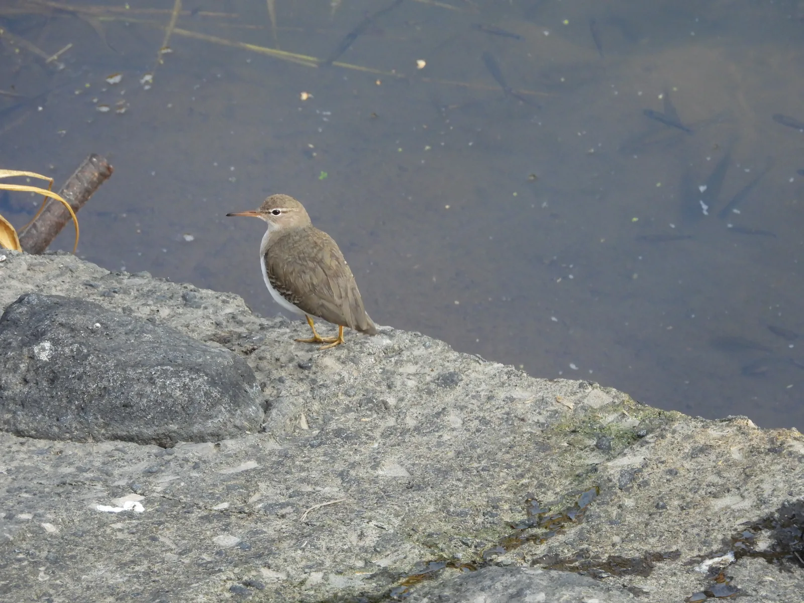 Playero Alzacolita (Actitis macularius)