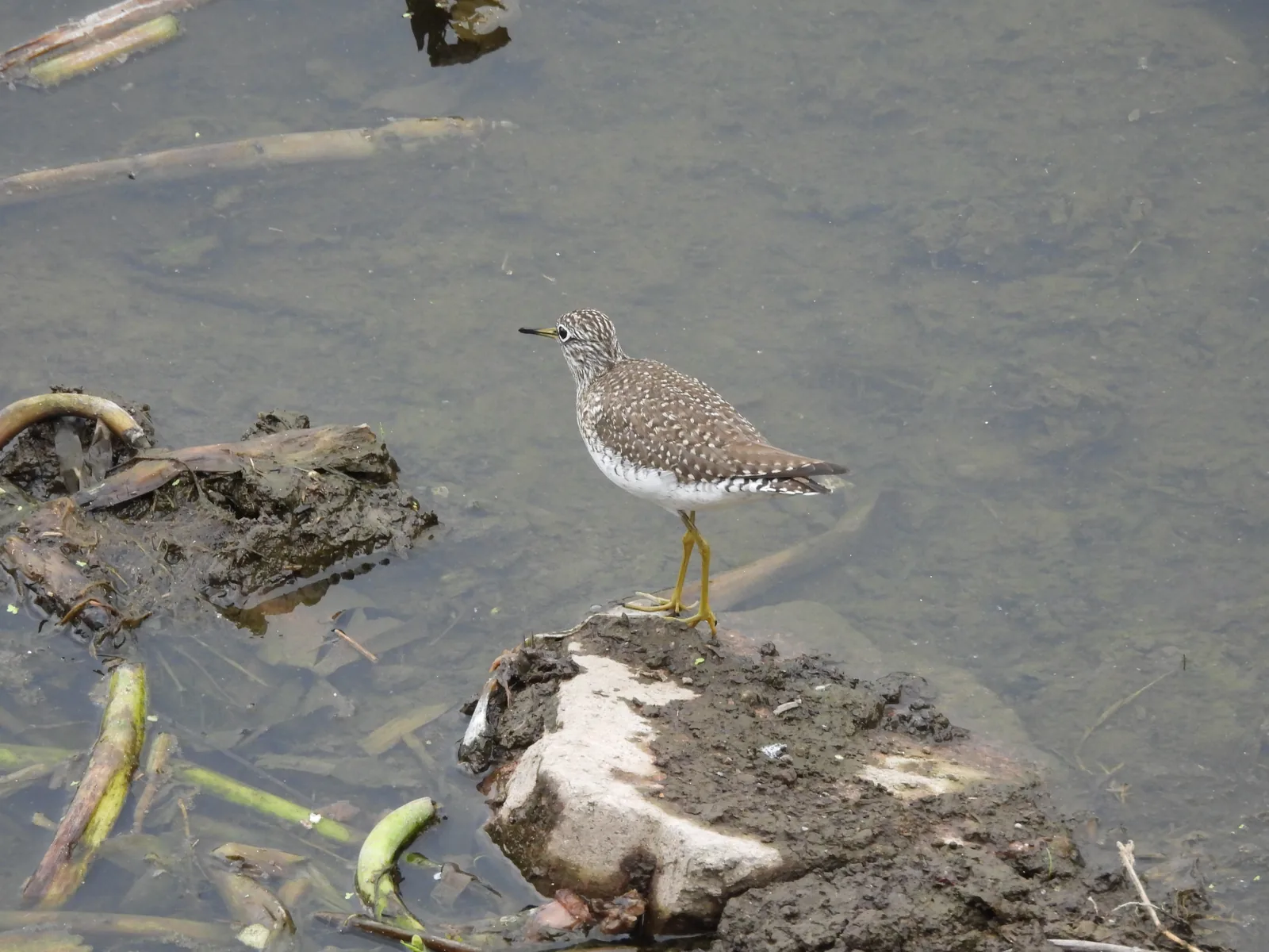 Playero Alzacolita (Actitis macularius)
