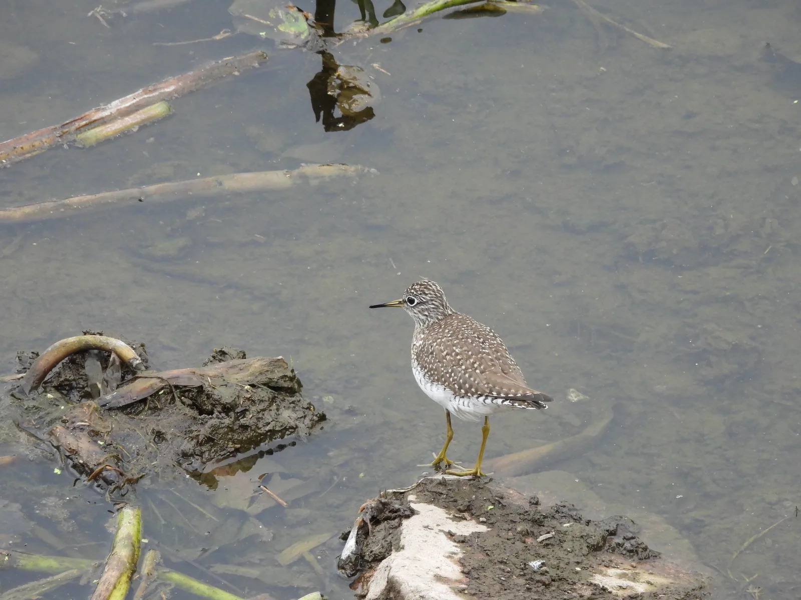 Playero Alzacolita (Actitis macularius)
