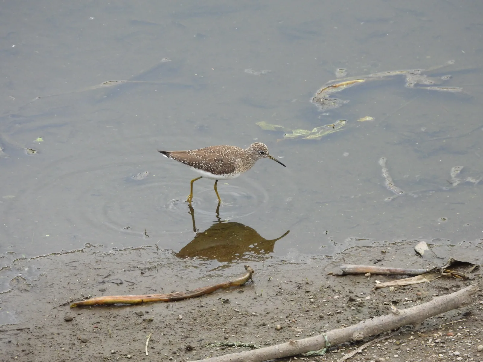 Playero Alzacolita (Actitis macularius)